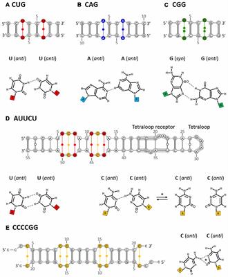 Structural Characteristics of Simple RNA Repeats Associated with Disease and their Deleterious Protein Interactions